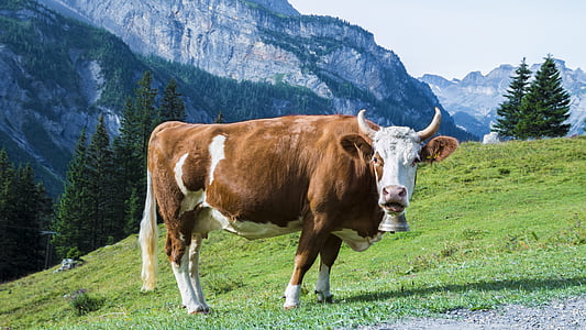 brown and white cattle on green hill at daytime