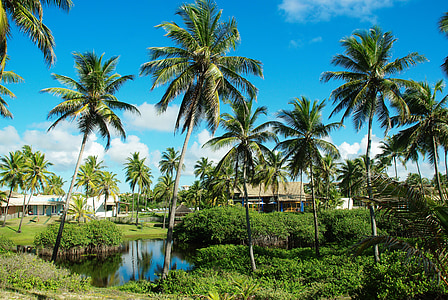 green coconut palm trees