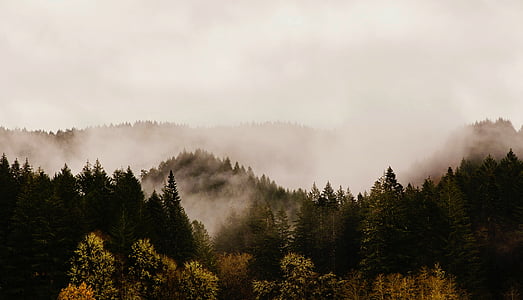 foggy trees at daytime