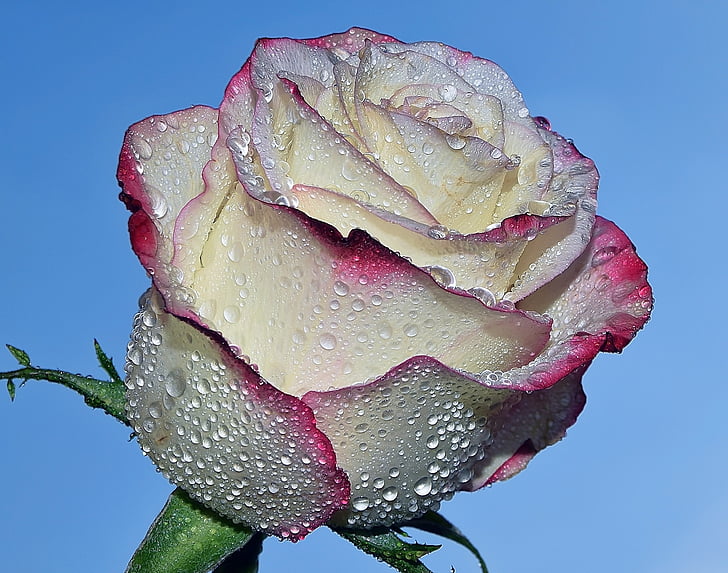 closeup photo of white and pink rose