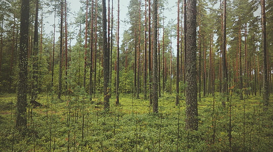 photo of trees and green grasses during daytime
