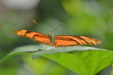 selective focus photography of orange butterfly on green leaf during daytime