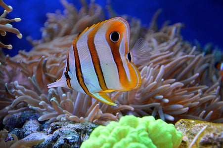 orange and white stripe fish near coral