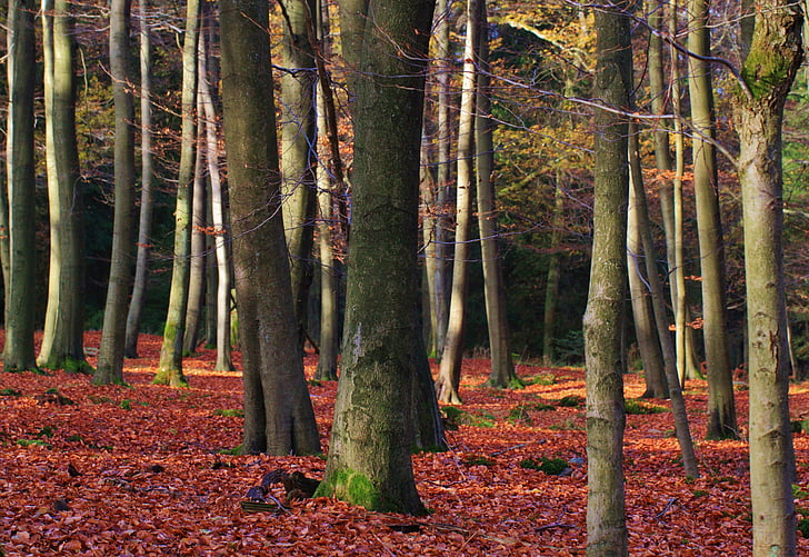 landscape photography of trees in forest