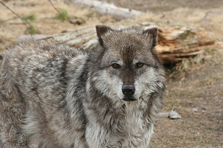 photo of gray and white wolf