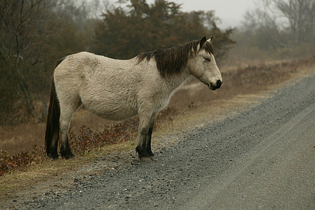 white and brown horse near road
