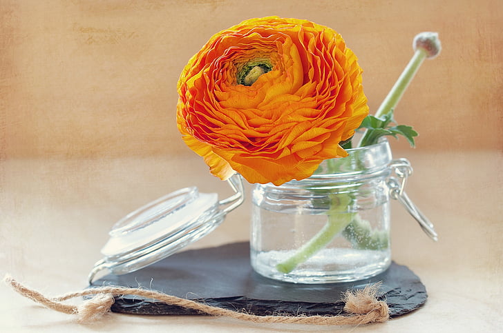 orange Ranunculus flower in glass vase