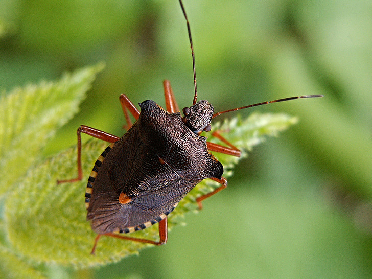 closeup photography of shield bug on green leaf