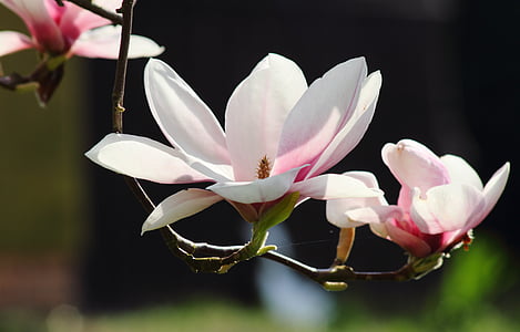 selective focus photo of white-and-pink petaled flowers