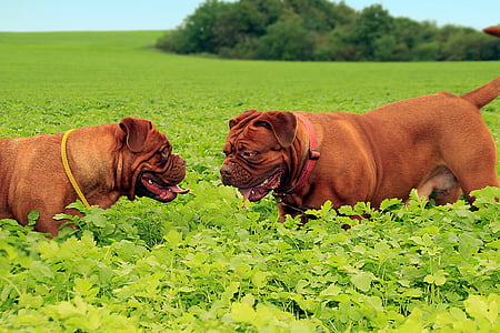 photo of two adult French mastiffs on green plant field