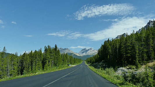 gray concrete roadway between green pine trees