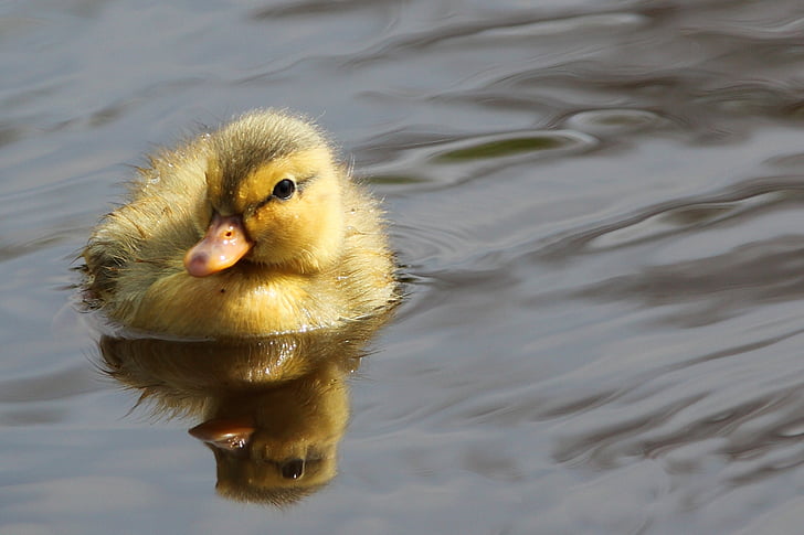 yellow duckling floating on body of water at daytime