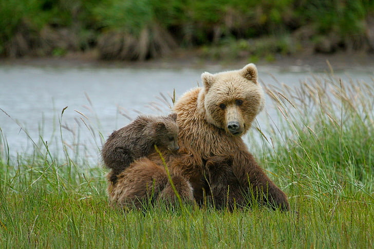 grizzly bear with cub sitting near body of water