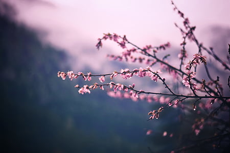 selective focus photograph of cherry blossom