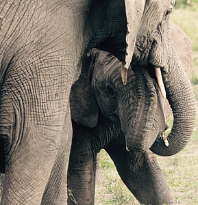 closeup photo of elephant beside baby elephant