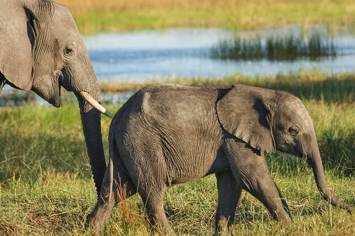baby elephant on grass field near body of water