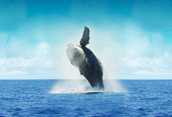 photography of dancing whale