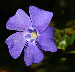 close-up photography of purple vinca flower