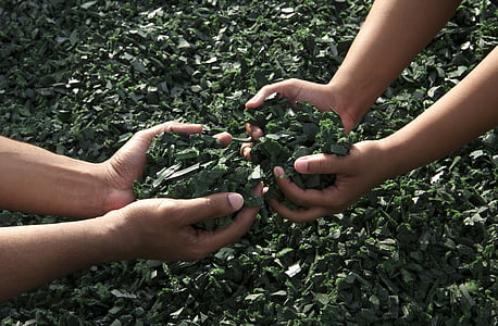 people holding green leaves