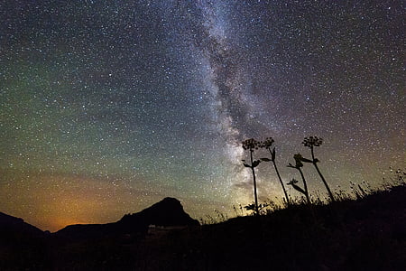 silhouette of flowers and grass field under starry sky