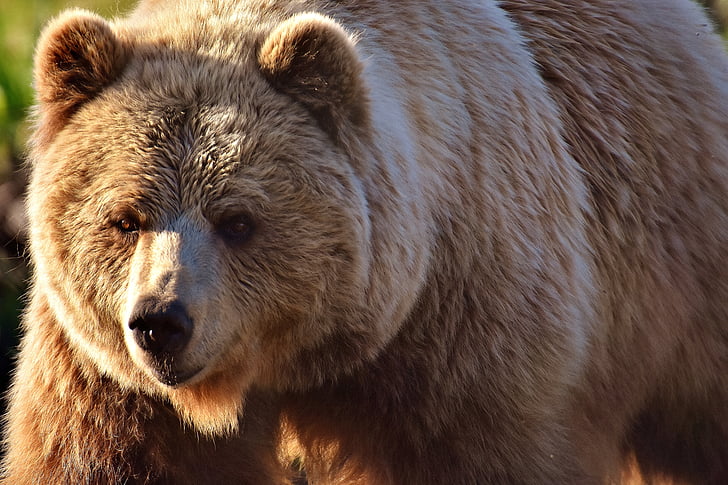 close up photo of grizzly bear