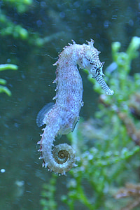 shallow focus photo of gray seahorse