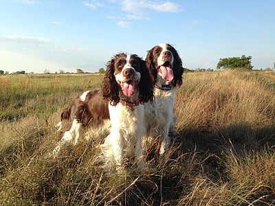 two tan and white English springer spaniels