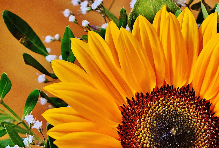 sunflower in closeup photography