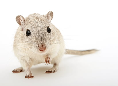 beige hamster on white surface