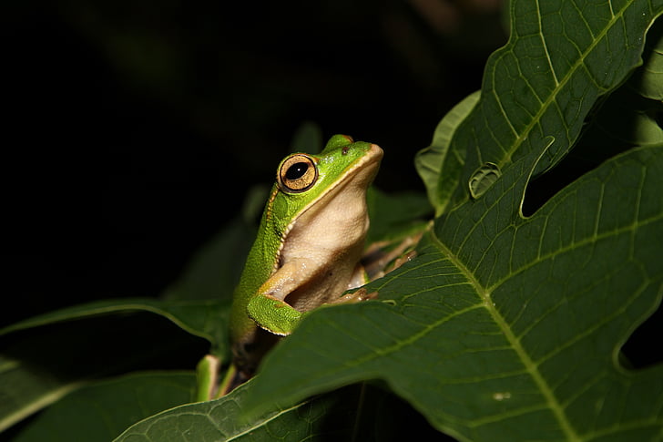 green frog on top of green leaf