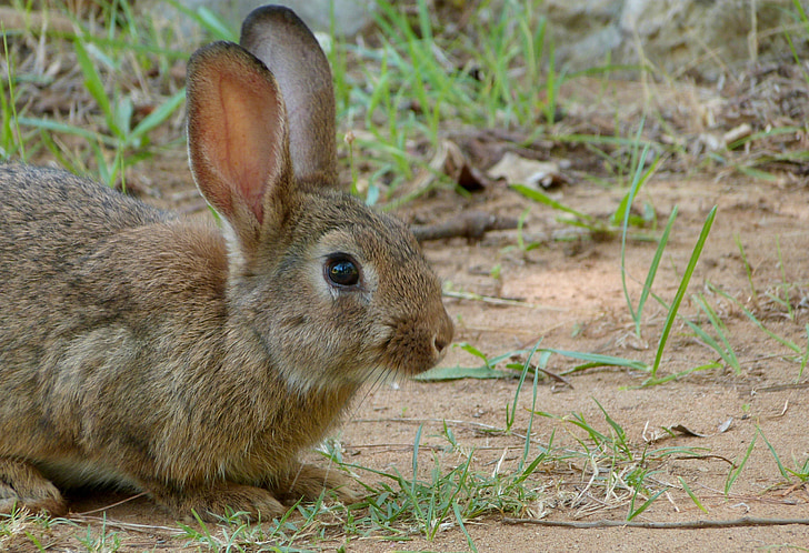 wildlife photograph of brown rabbit