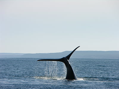 whale showing its tail above sea