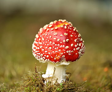 red and white mushroom photography
