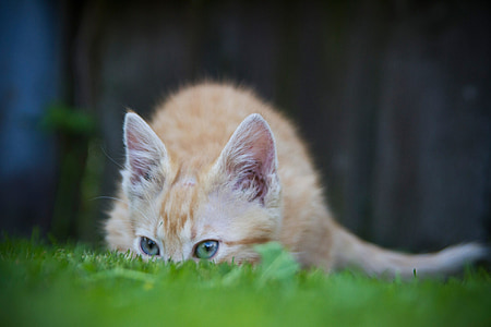 selective focus photography of orange tabby kitten on grass