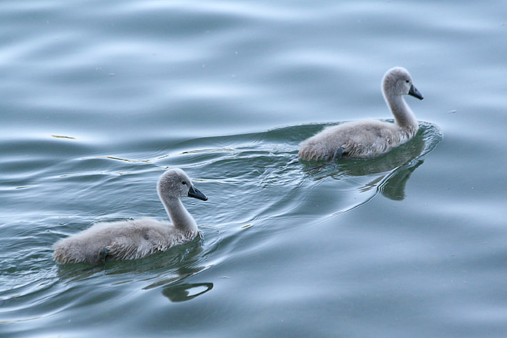 two juvenile gray swans swimming on water at daytime
