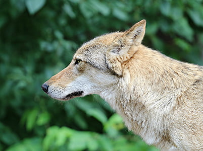 gray wolf on focus photo