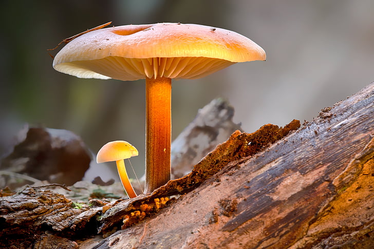 closeup photo of brown mushroom