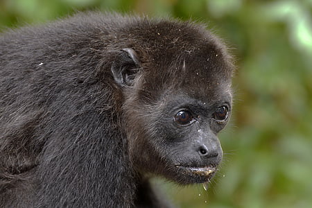 black monkey selective focus photo