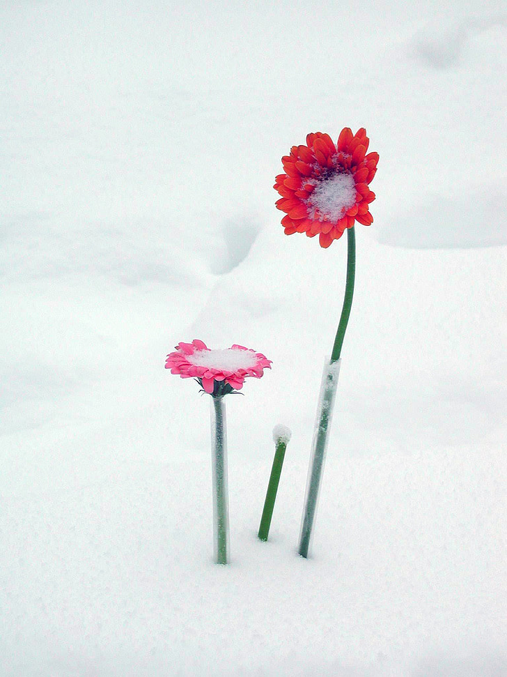 red flowers in snow