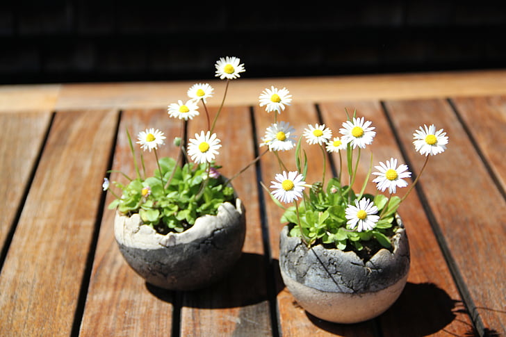 two daisy flowers on table