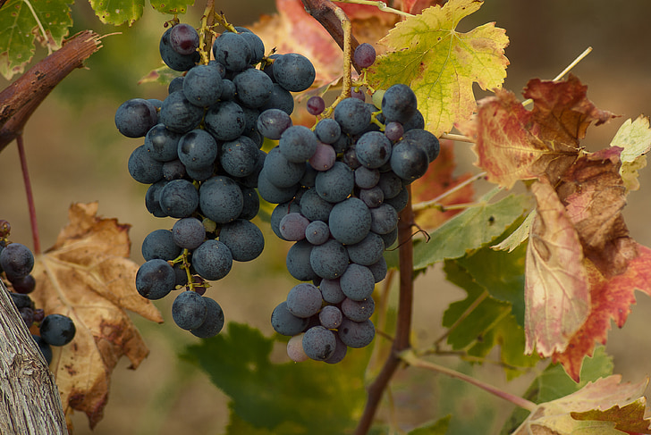 grape, cluster, harvest, vineyard, bunch of grapes, vine