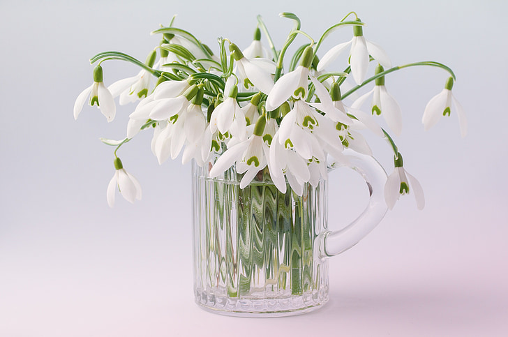 white petaled flowers in clear glass pitcher