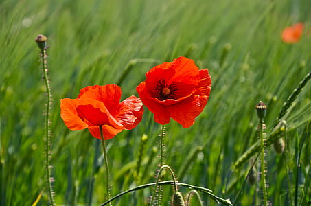 photo of two red and orange petaled flowers