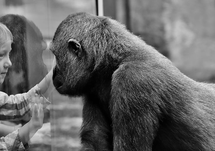 gray scale photo of gorilla facing toddler