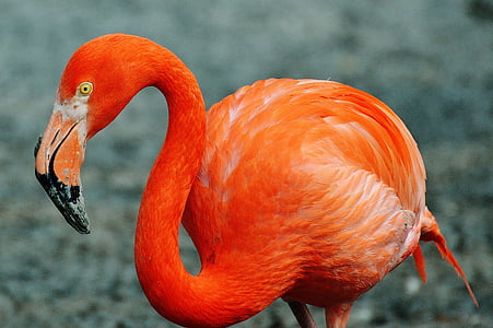 close-up photo of red Flamingo