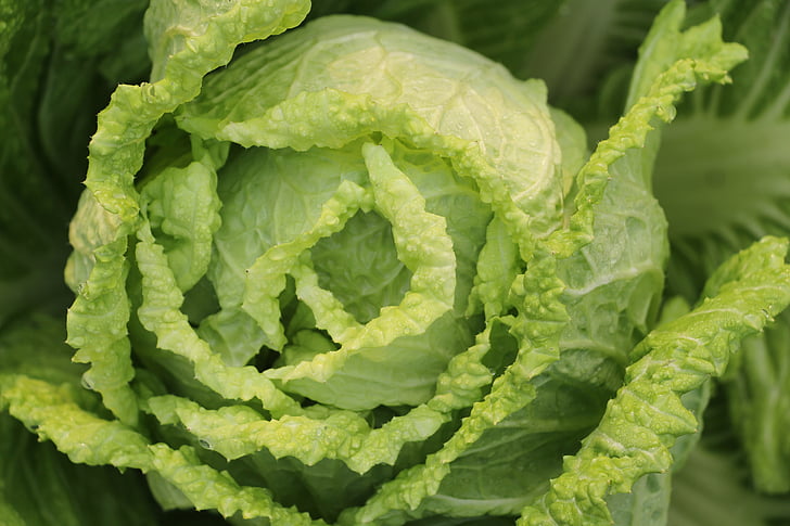 lettuce close up photography