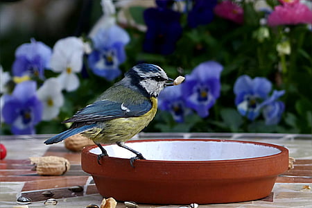 blue and yellow bird on brown tray