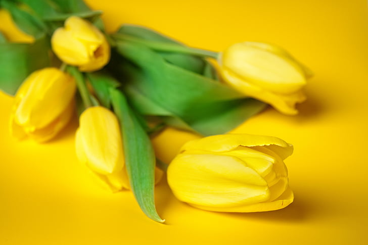 yellow tulips on yellow surface