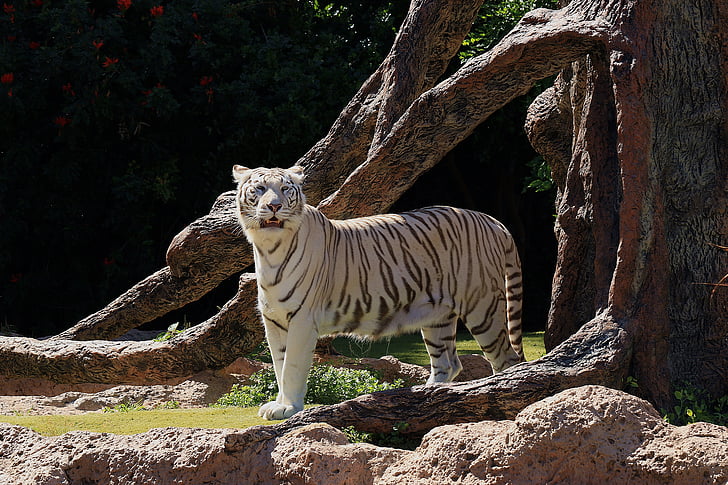 white tiger standing on tree truynk