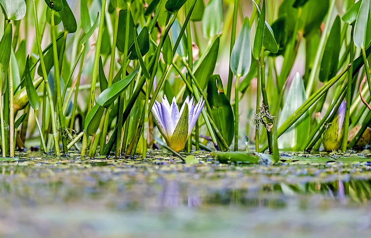 low angle photo of lilies on water
